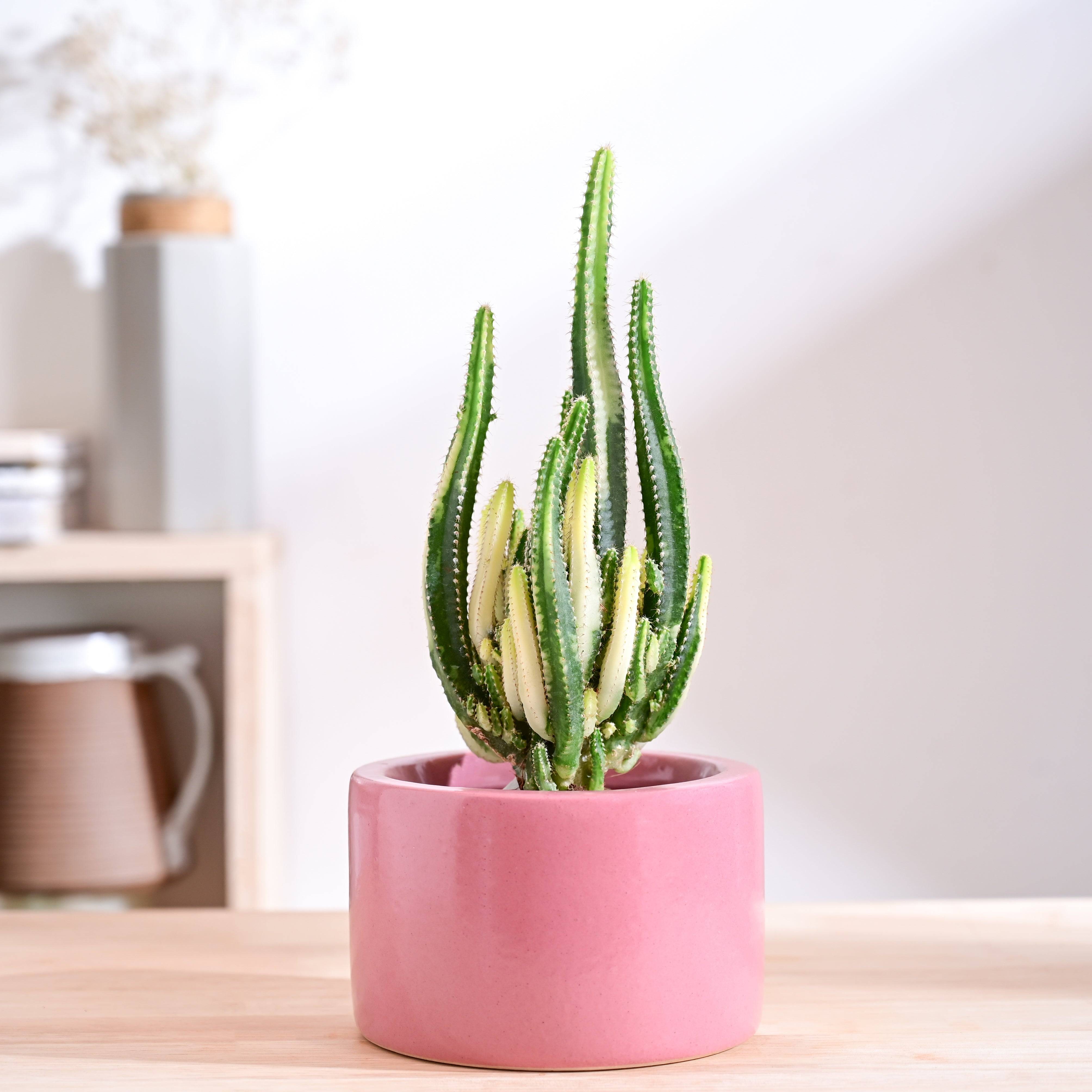 Lilac Stories Bowl Ceramic Planter