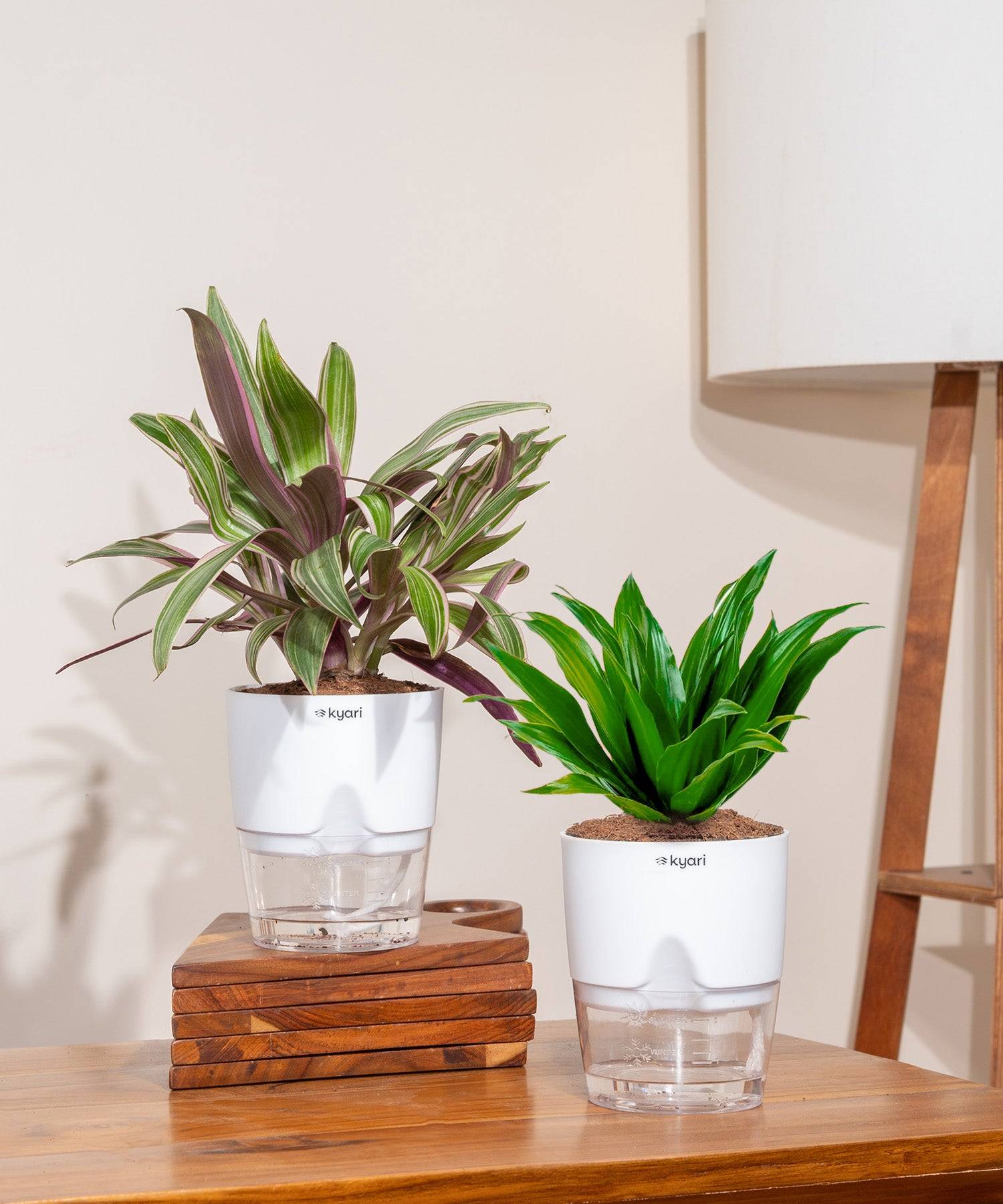 Set of 2 - Dracaena Compacta & Rhoeo Tricolor Plant