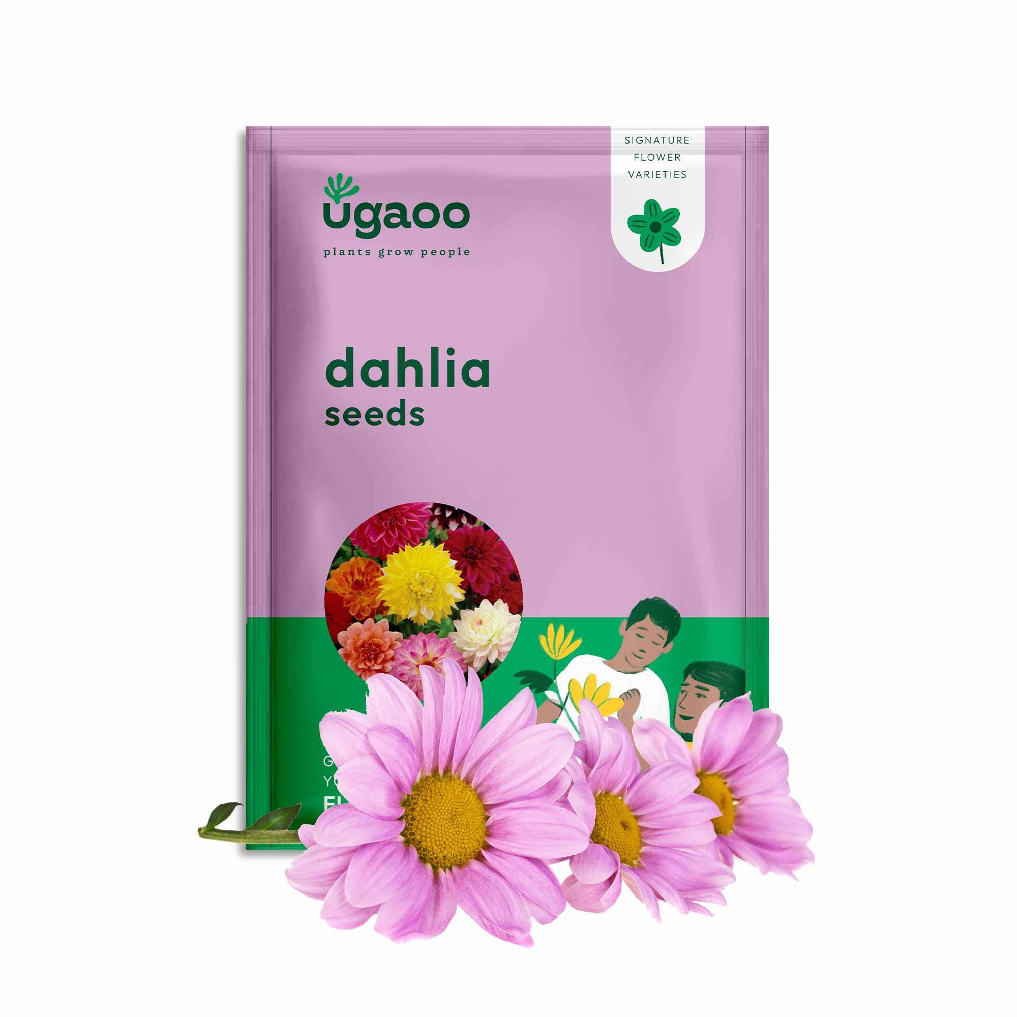 Dahlia Seeds