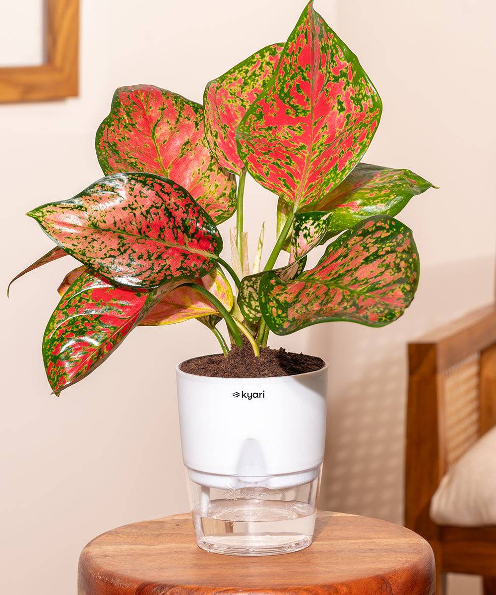 Aglaonema Pink Valentine Plant With Self Watering Pot