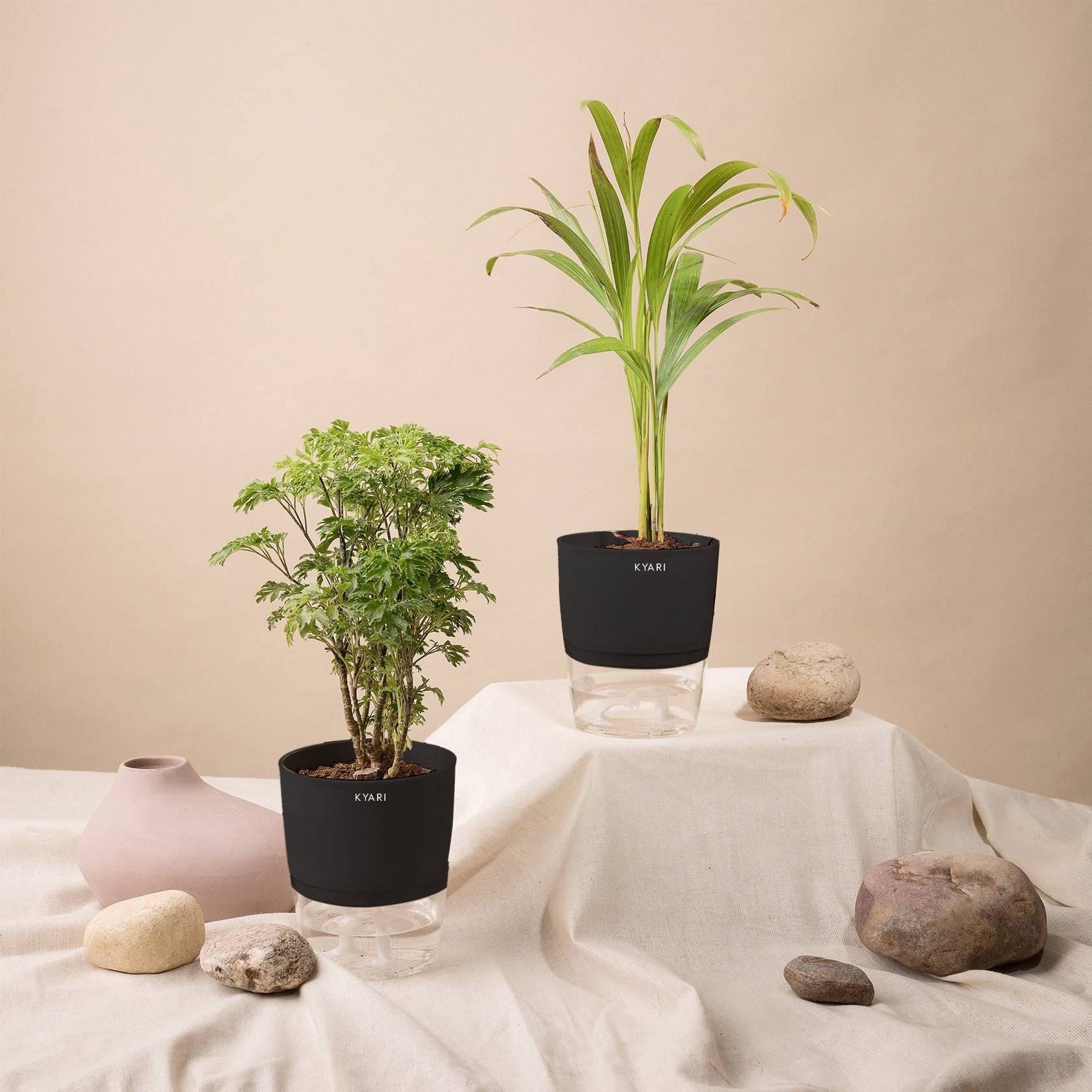 Set of 2 - Areca Palm & Aralia Green Plant