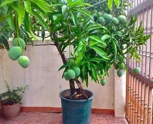 All Time Mango Plant (Grafted ) Live Plant || Baramasi Mango Plant(Grafted) Plant || Alive All Time Mango Plant || Thai Alltime Mango Plant (Hybrid, Pack of 1) Buy @ ₹499
