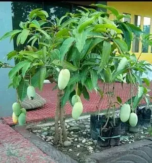 All Time Mango Plant (Grafted ) Live Plant || Baramasi Mango Plant(Grafted) Plant || Alive All Time Mango Plant || Thai Alltime Mango Plant (Hybrid, Pack of 1) Buy @ ₹499