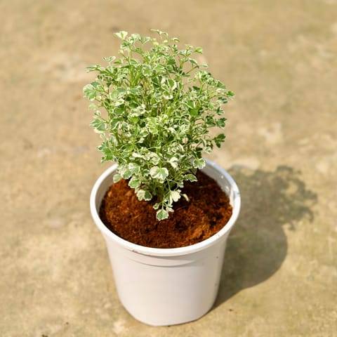 Aralia White Variegated in 6 Inch White Nursery Pot