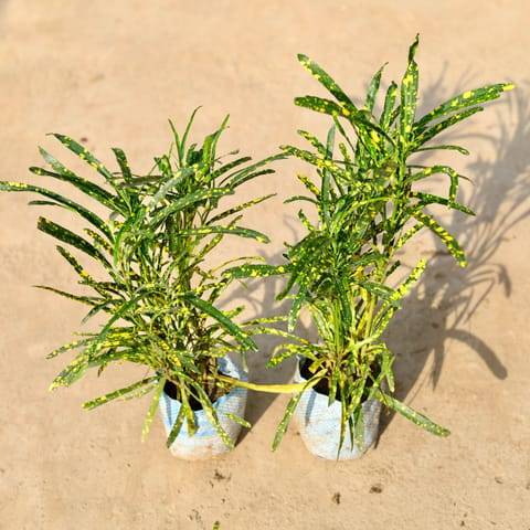 Set of 2 - Chironji Croton in 4 Inch Nursery Bag