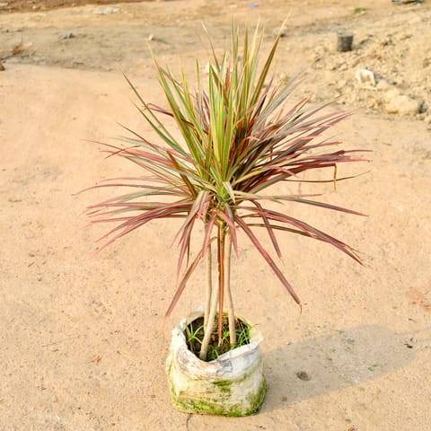 Dracaena Chloroma (3 Ft) in 10 Inch Nursery Bag