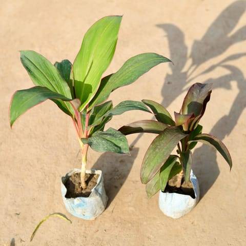 Set of 2 - Dracaena (Kedarnath & Rosea) in 4 Inch Nursery Bag