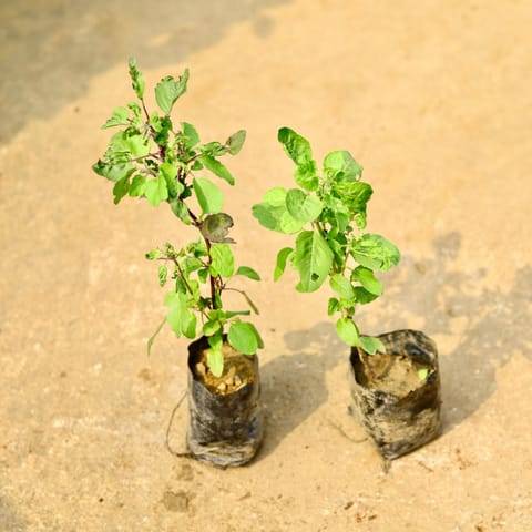 Set of 2 - Tulsi (Rama & Shyama) in 4 Inch Nursery Bag