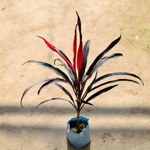 Dracaena Narrow Leaf in 4 Inch Nursery bag