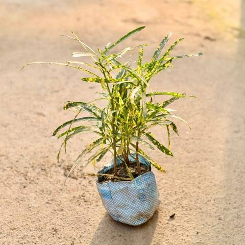 Chironji Croton in 4 Inch Nursery Bag