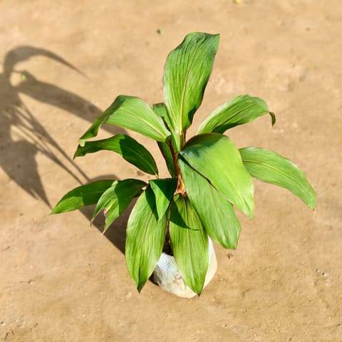 Dracaena Kedarnath Green in 4 Inch Nursery bag