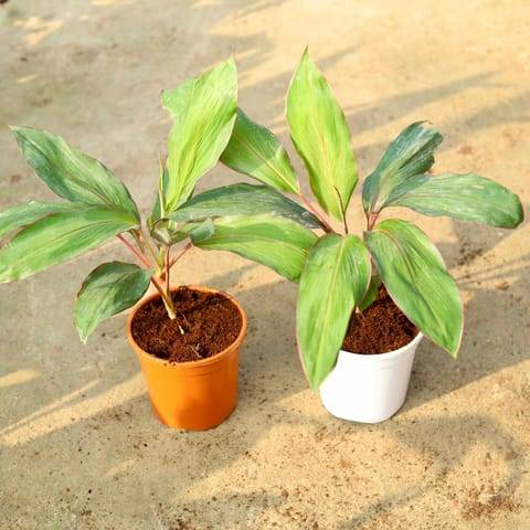 Set of 2 - Dracaena Kedarnath in 6 Inch Red & White Nursery Pot