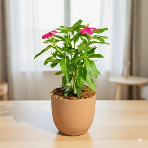 Gift Ready - Periwinkle / Vinca / Sadabahar (any colour) in 4 Inch Mocha Avora Premium Plastic Planter - with Gift Bag