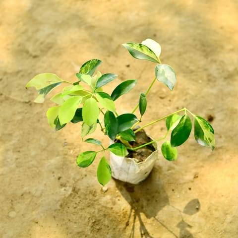 Schefflera Brassia in 4 Inch Nursery Bag