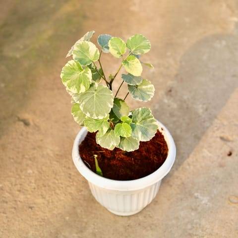 Aralia Dinner Plate in 8 Inch White Olive Plastic Pot