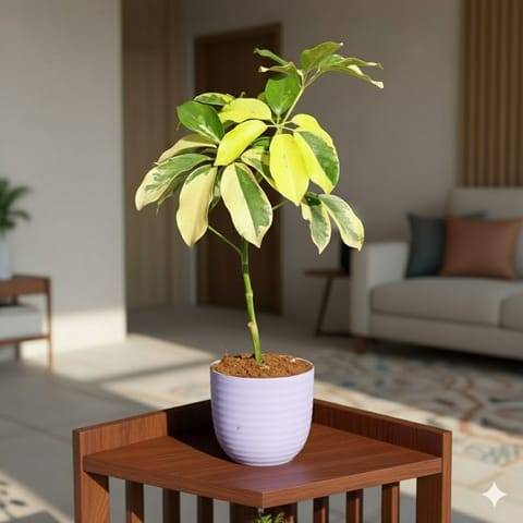 Schefflera Vareigated in 4 Inch Purple Avora Premium Plastic Planter