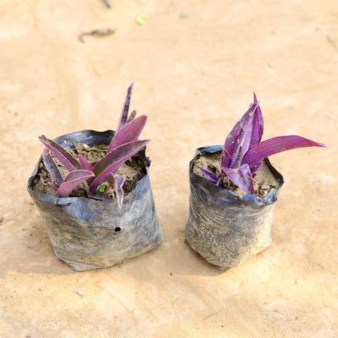 Set of 2 - Purple Heart in 4 inch Nursery bag