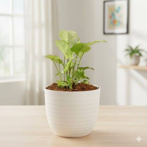 Syngonium White in 4 Inch White Avora Premium Plastic Planter