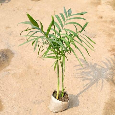 Sapotia Palm in 8 Inch Nursery Bag