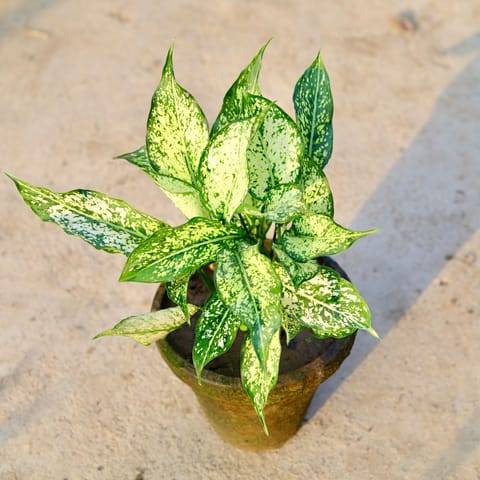 Aglaonema Snow White in 8 Inch Nursery Pot