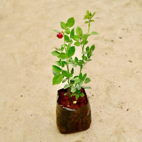 Rose / Gulab Red in 6 Inch Nursery Bag