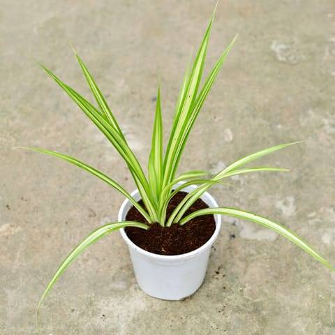Pandanus / Screwpine in 6 Inch White Nursery Pot