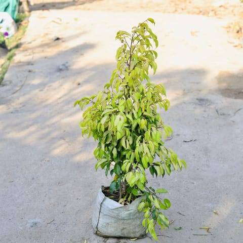 Ficus Benjamina in 10 Inch Nursery bag