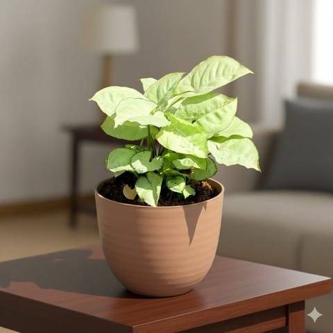 Syngonium White in 4 Inch Mocha Avora Premium Plastic Planter