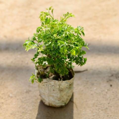 Aralia Neem in 4 Inch Nursery bag