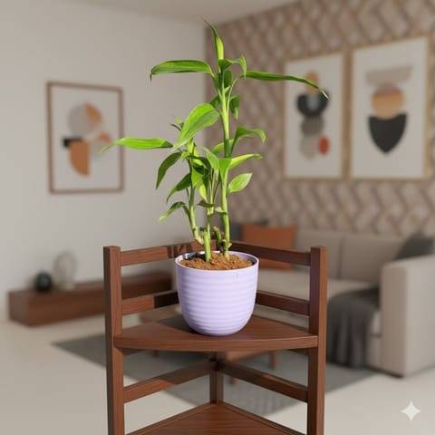 Lucky Bamboo in 4 Inch Purple Avora Premium Plastic Planter