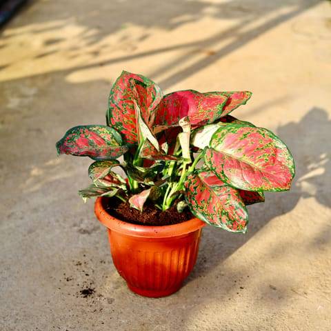 Aglaonema Red in 8 Inch Terracotta Red Olive Plastic Pot
