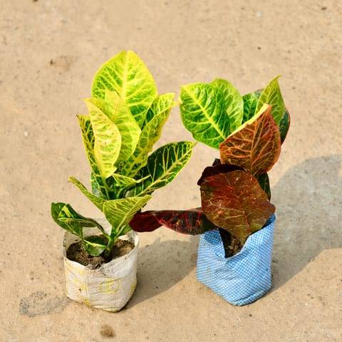 Set of 2 - Croton Petra in 4 Inch Nursery Bag