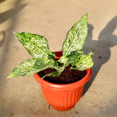 Aglaonema Snow white in 8 Inch Terracotta Red Olive Plastic Pot