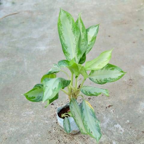Aglaonema Emerald Bay in 7 Inch Nursery bag