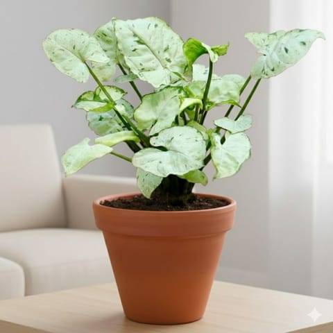 Syngonium White in 3 inch Dhara Maati Pot - Natural Clay Classic Look
