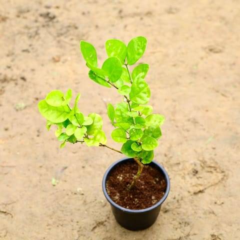 Motia / Jasmine in 6 Inch Nursery Pot