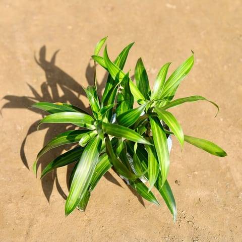 Dracaena Messenger in 4 Inch Nursery bag