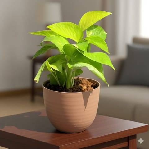 Gift Ready - Money Plant Golden in 4 Inch Mocha Avora Premium Plastic Planter - with Gift Bag