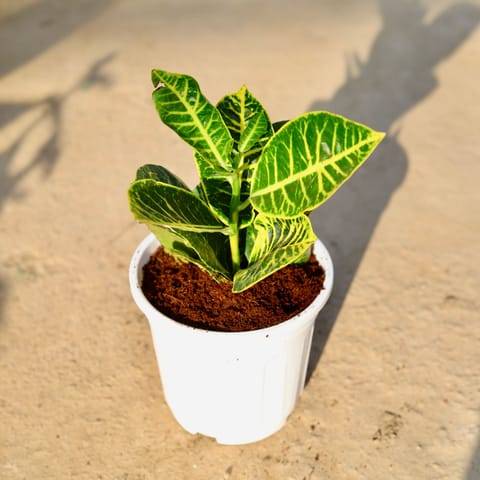 Croton Petra in 6 Inch White Super Nursery Pot