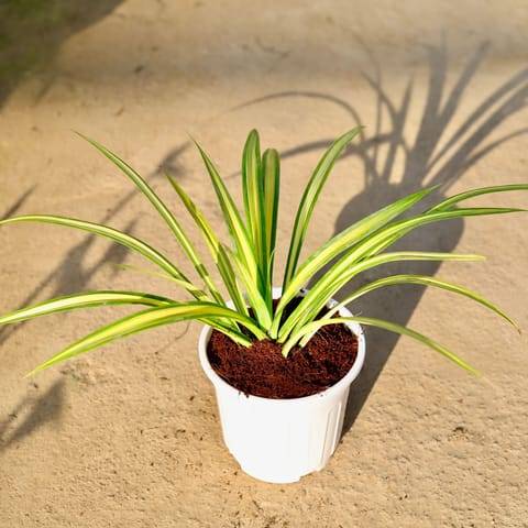 Pandanus in 6 Inch White Super Nursery Pot