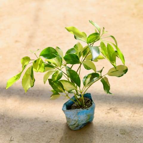 Schefflera High Colour in 4 Inch Nursery bag