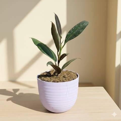 Rubber in 4 Inch Purple Avora Premium Plastic Planter