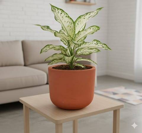 Gift Ready - Aglaonema Snow White in 4 inch Aaroh Maati Pot - Modern Curved Handcrafted Appeal - comes in a beautiful gifting bag