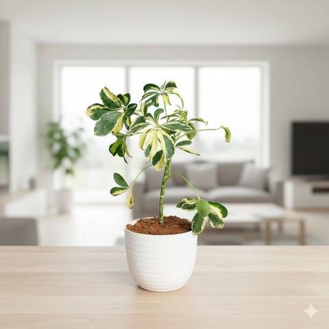 Gift Ready - Schefflera Brassia in 4 Inch White Avora Premium Plastic Planter - with Gift Bag
