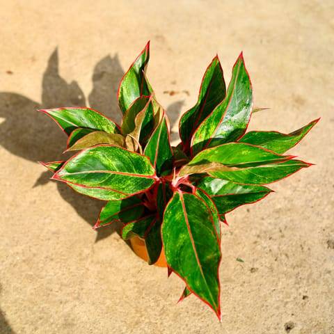 Aglaonema Lipstick in 6 Inch Nursery Pot