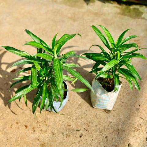 Set of 2 - Dracaena Messenger in 4 Inch Nursery Bag