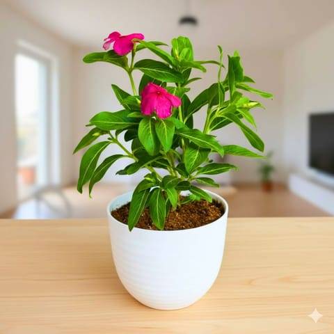 Periwinkle / Vinca / Sadabahar (any colour) in 4 Inch White Avora Premium Plastic Planter