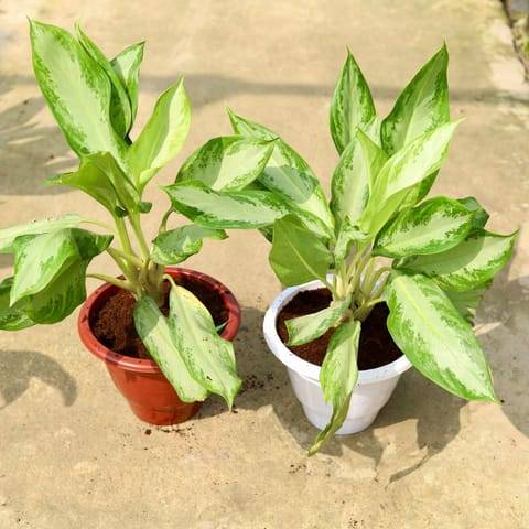 Set of 2 - Aglaonema Emerald Bay in 10 Inch Classy Red & White Plastic Pot