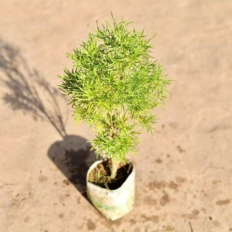 Aralia Ball in 4 Inch Nursery Bag