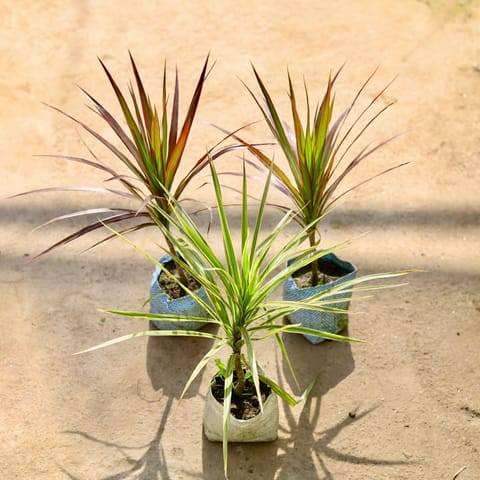 Set of 2 - Dracaena (White & Red) in 4 Inch Nursery bag